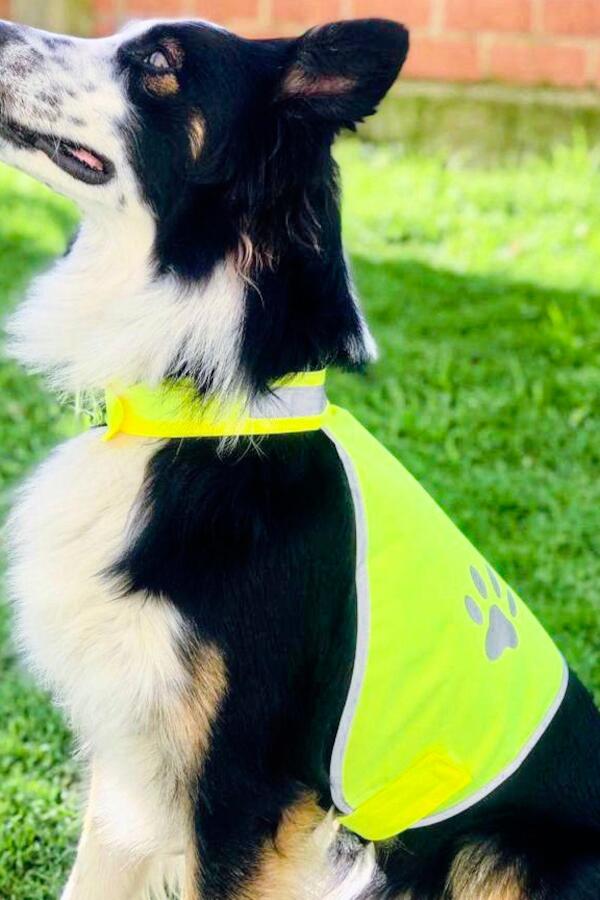 Produktansicht: Korntex Signalweste für Hunde Produktansicht: Korntex Signalweste für Hunde